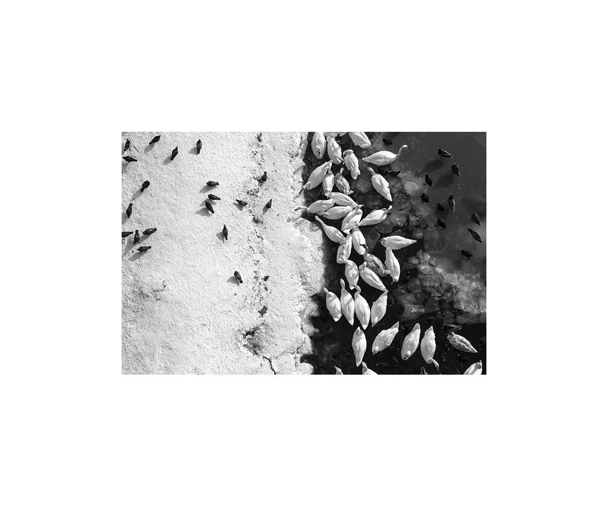 Labodi in druge ptice