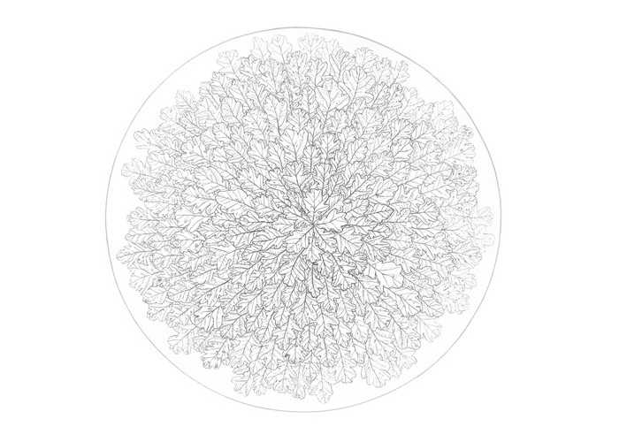 Iz cikla Sanje: Hrast