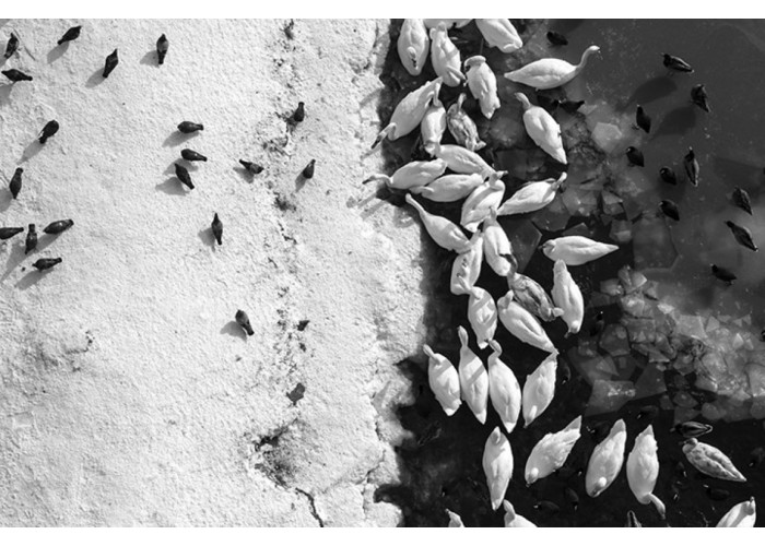 BW, (labodi in druge ptice) 2012/edicija 2020